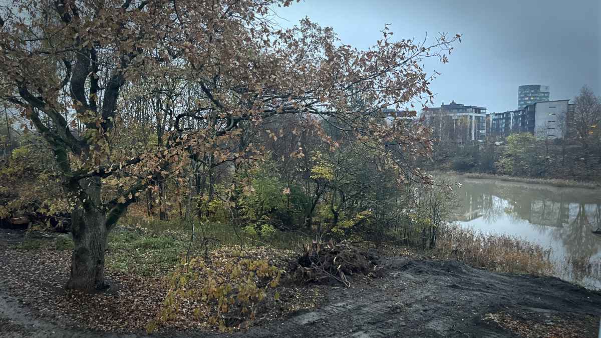 Raunistulan sillan työmaa, jossa on kaadettu puita